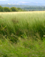 photo of the Black Isle